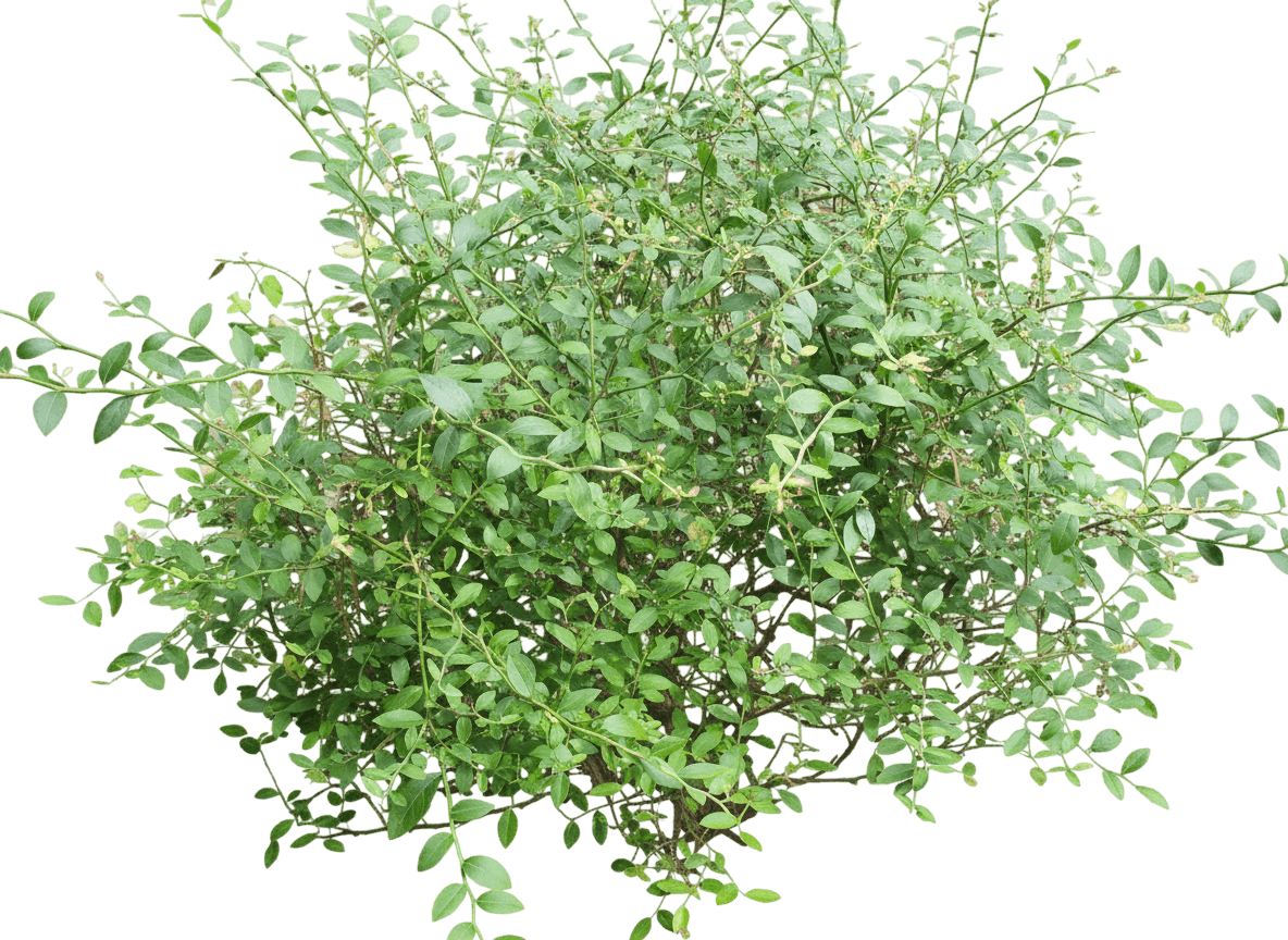 Elliott Blueberry (Vaccinium Elliottii) - Ground Layers