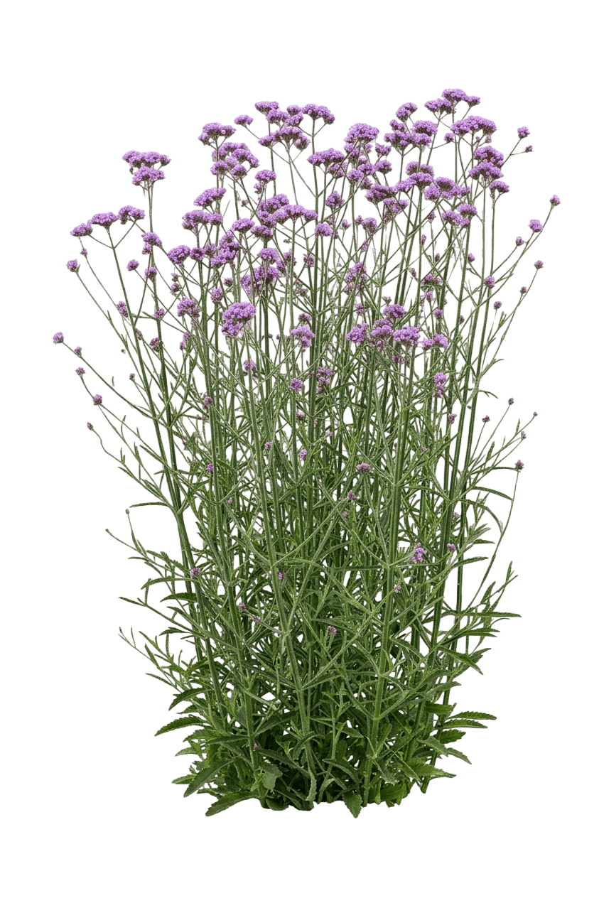 Tall Verbena (Verbena Bonariensis) - Perennials