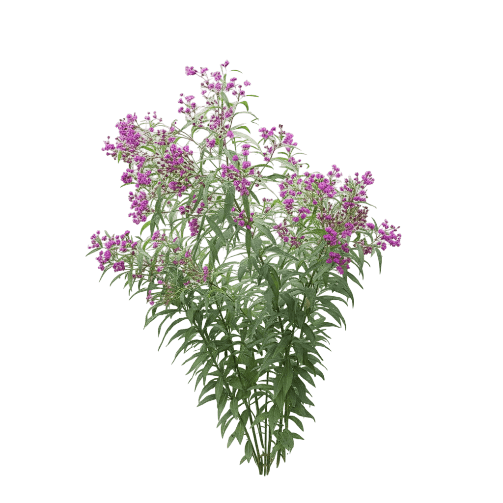 New York Ironweed (Vernonia Noveboracensis) - Perennials