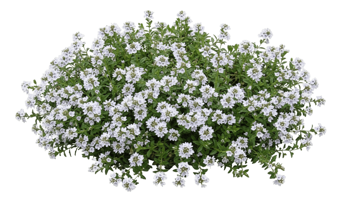 Speedwell, Snowmass (Veronica 'Speedwell P018S’) - Ground Layers