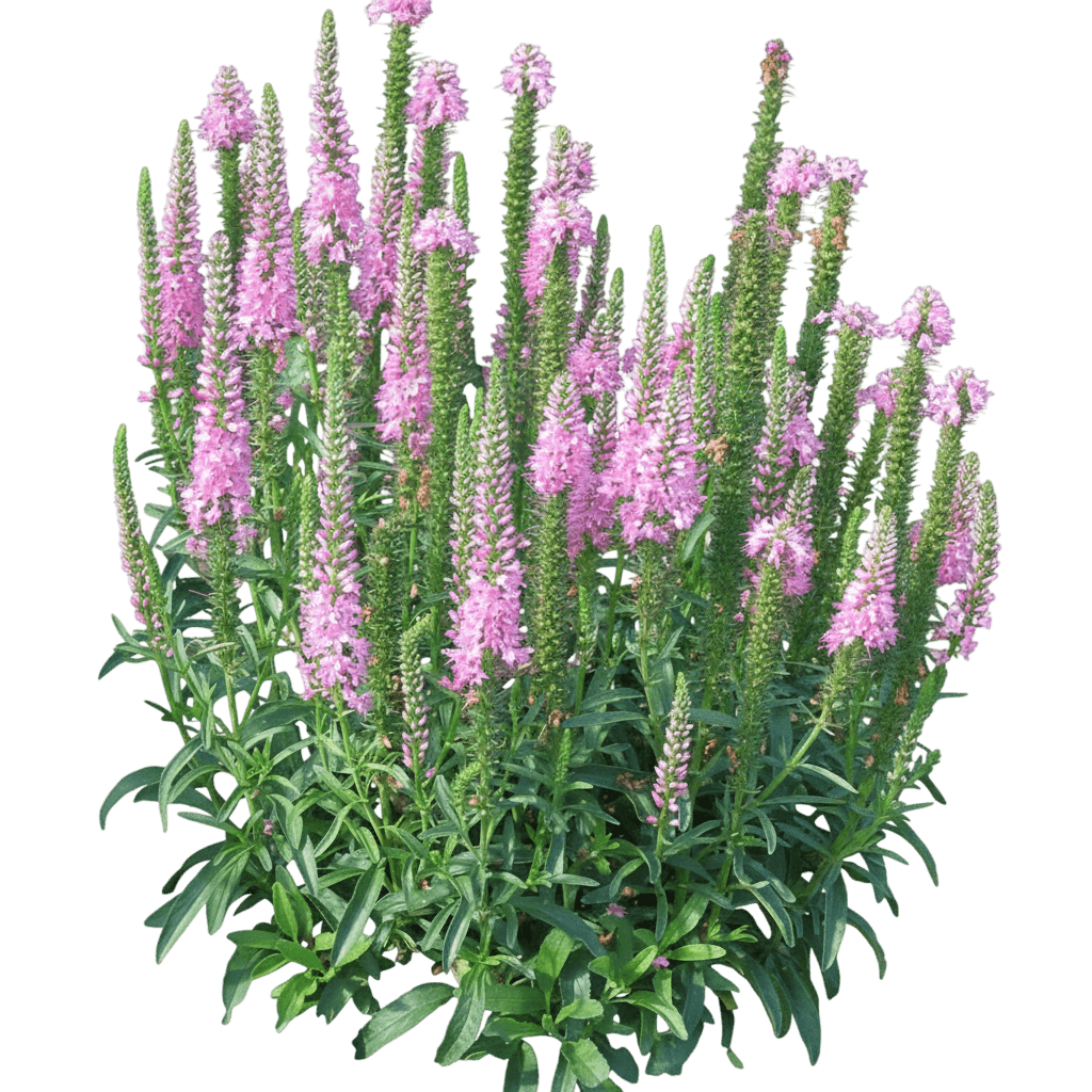 Speedwell, Giles Van Hees (Veronica 'Giles Van Hees') - Perennials