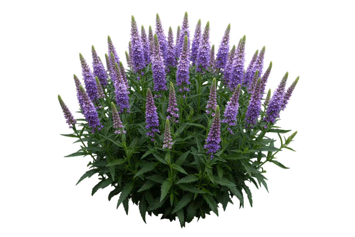 Very Van Gogh Speedwell (Veronica 'Very Van Gogh') - Perennials