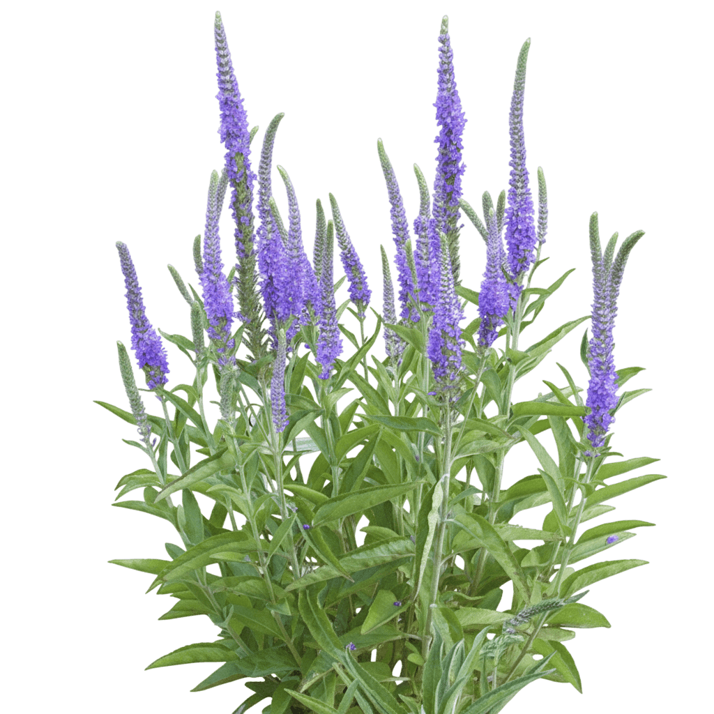Eveline Speedwell (Veronica Longifolia 'Eveline') - Perennials