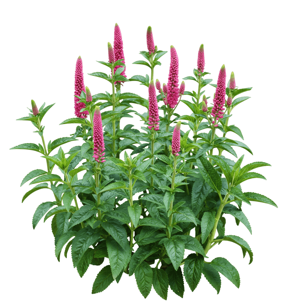 Speedwell, 'First Love' (Veronica Longifolia 'First Love') - Perennials