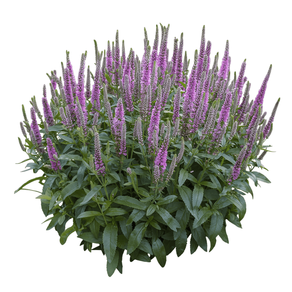 Magic Show® Pink Potion Speedwell (Veronica Magic Show 'Pink Potion') - Perennials