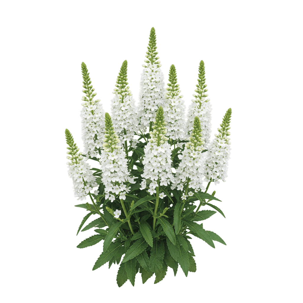 Spiked Speedwell (Veronica Moody Blues® White) - Perennials