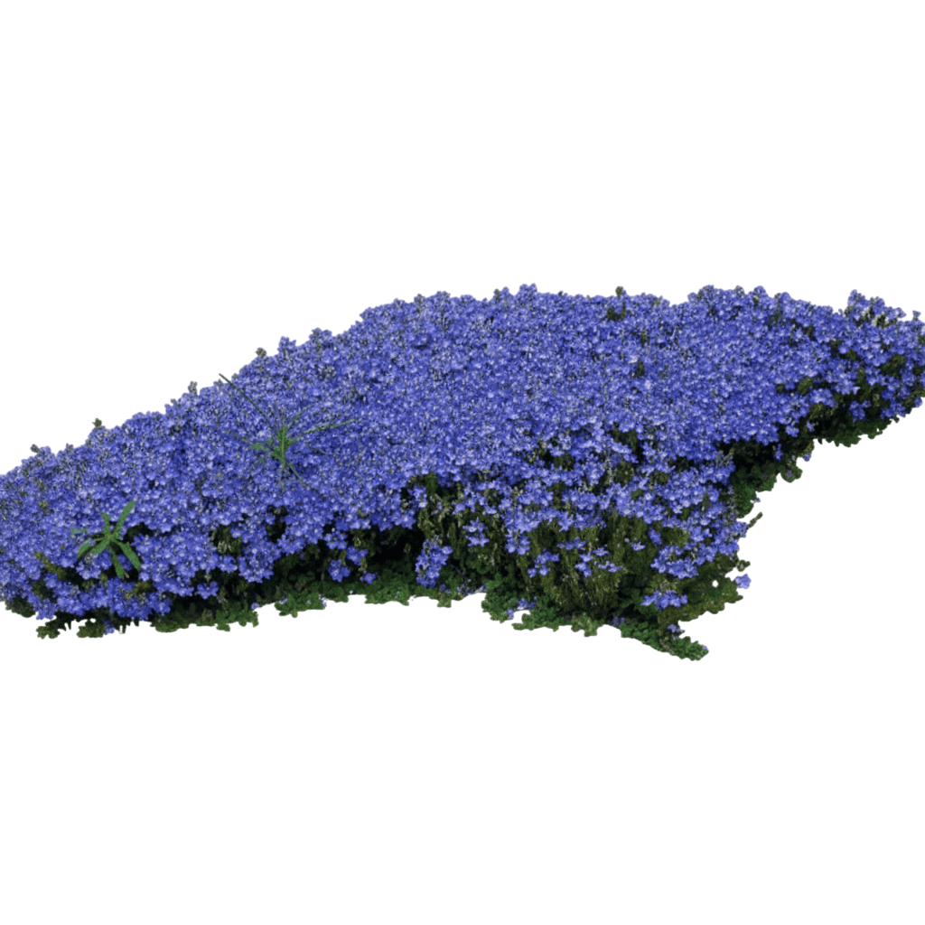 Creeping Speedwell (Veronica Oltensis) - Perennials