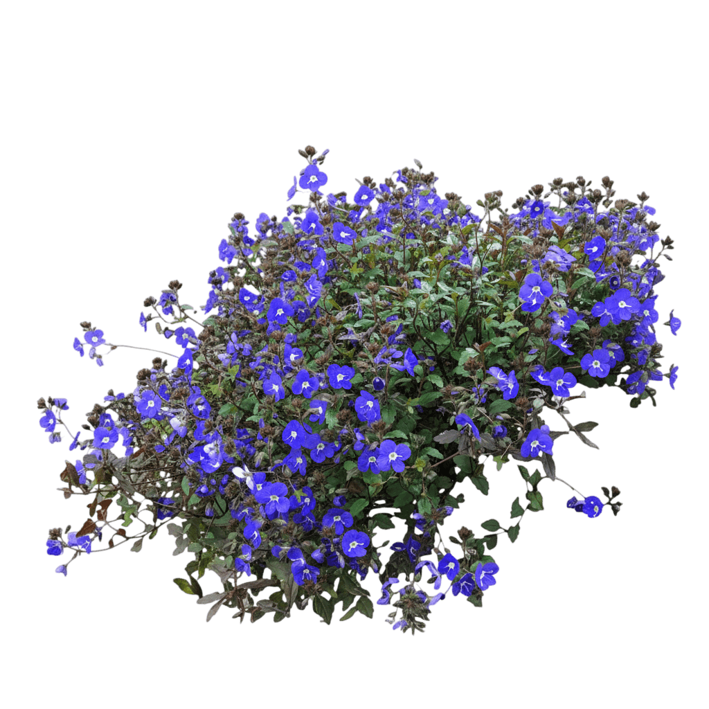Georgia Blue Speedwell (Veronica Peduncularis 'Georgia Blue') - Ground Layers