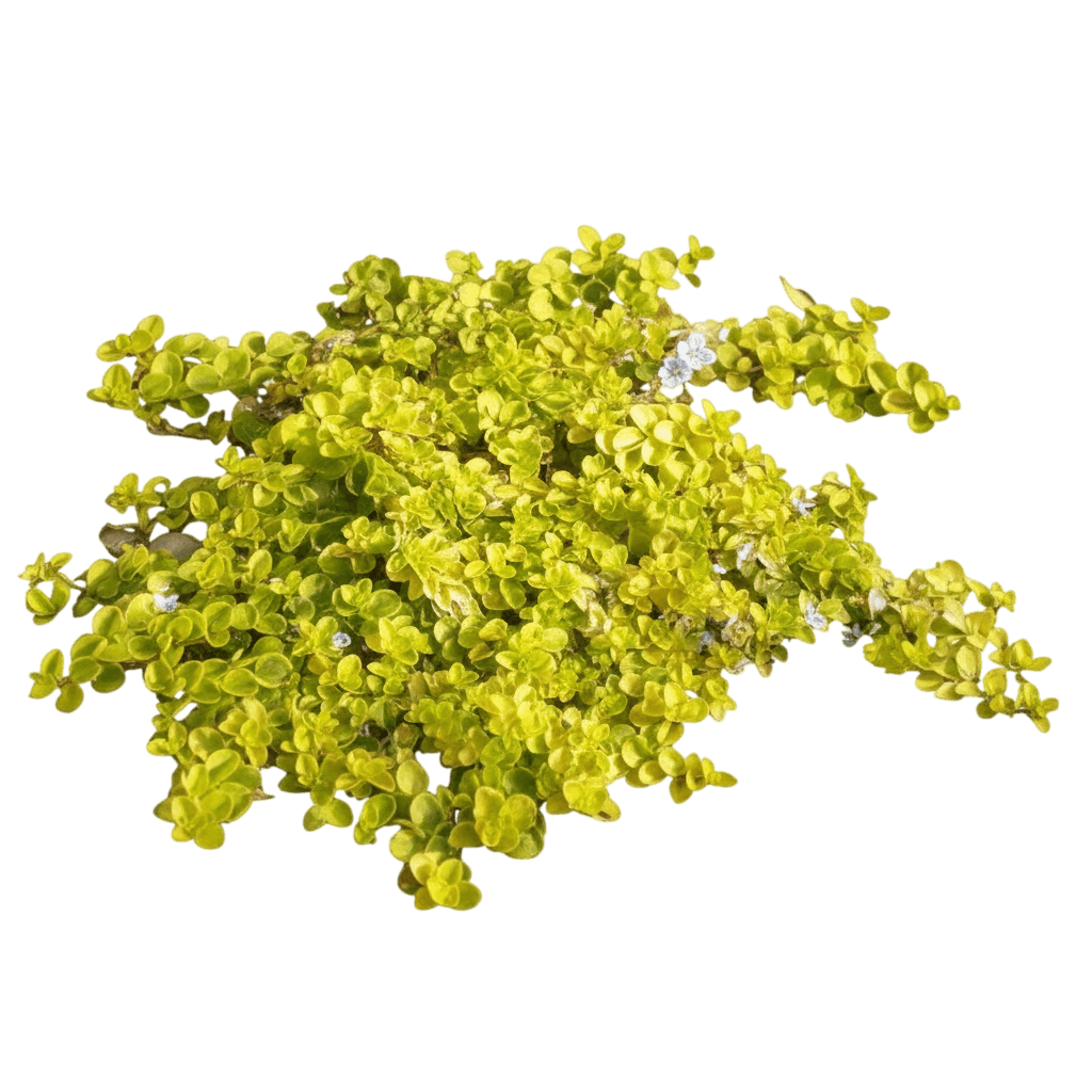 Golden Creeping Speedwell (Veronica Repens 'Sunshine') - Perennials