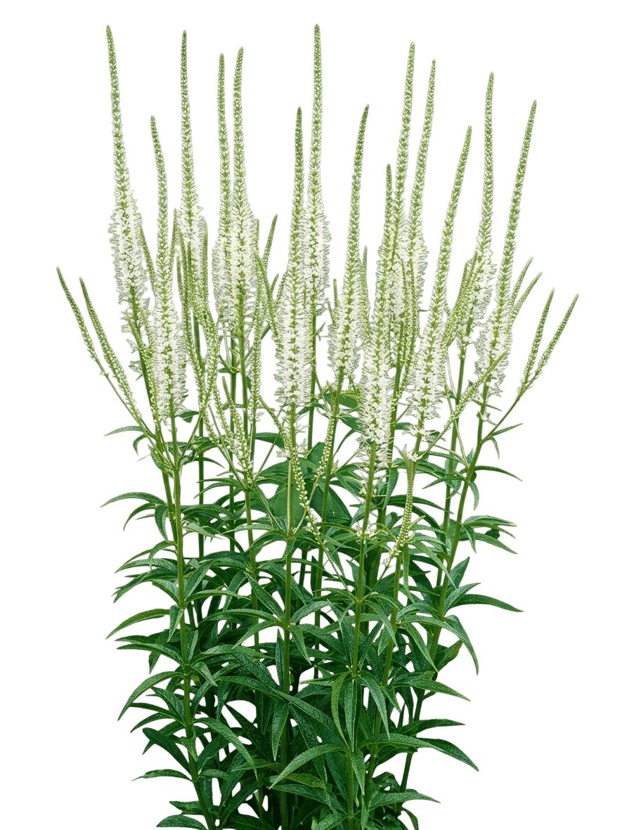 Culver'S Root (Veronicastrum Virginicum) - Perennials