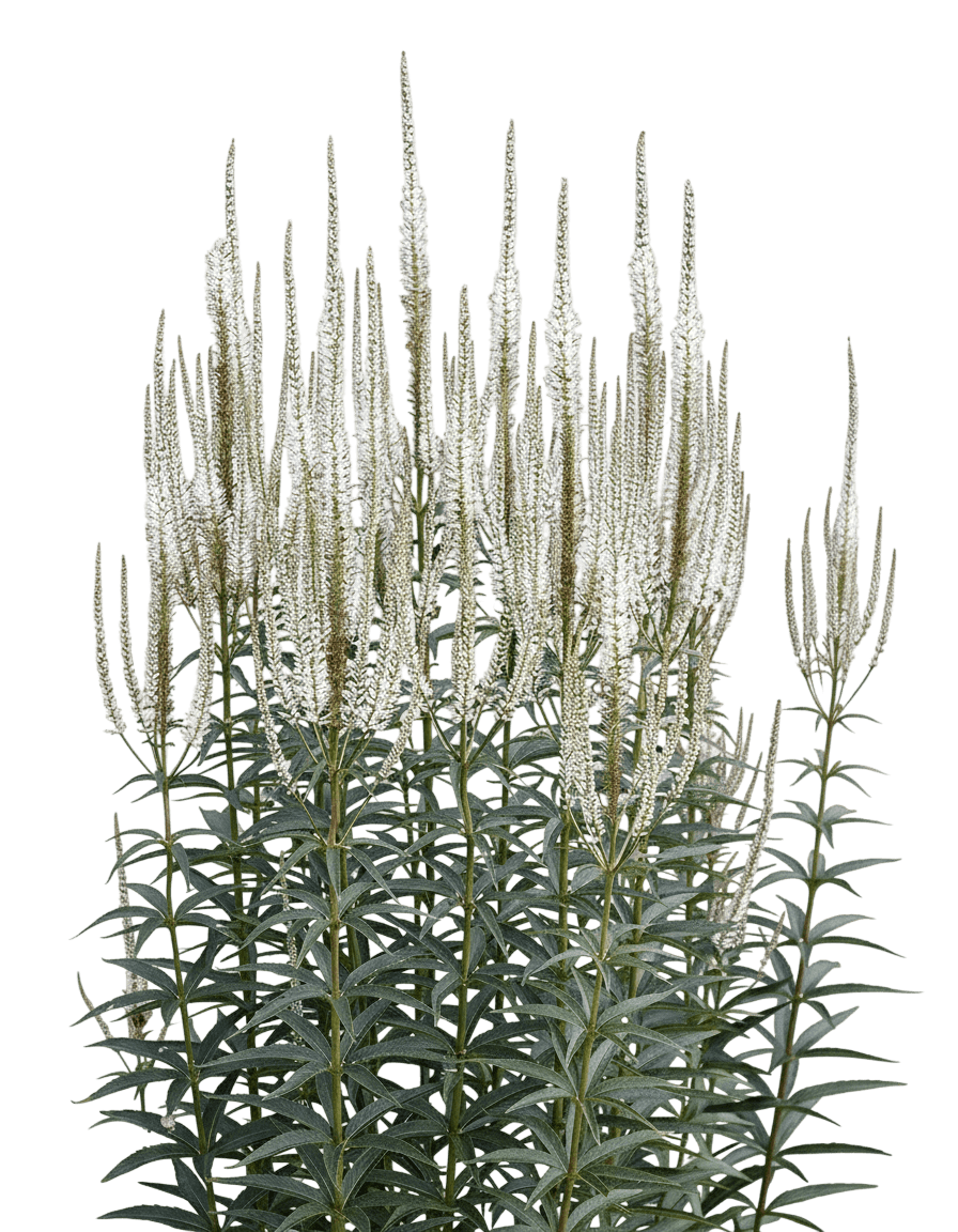 Fascination Veronicastrum (Veronicastrum Virginicum 'Fascination') - Perennials