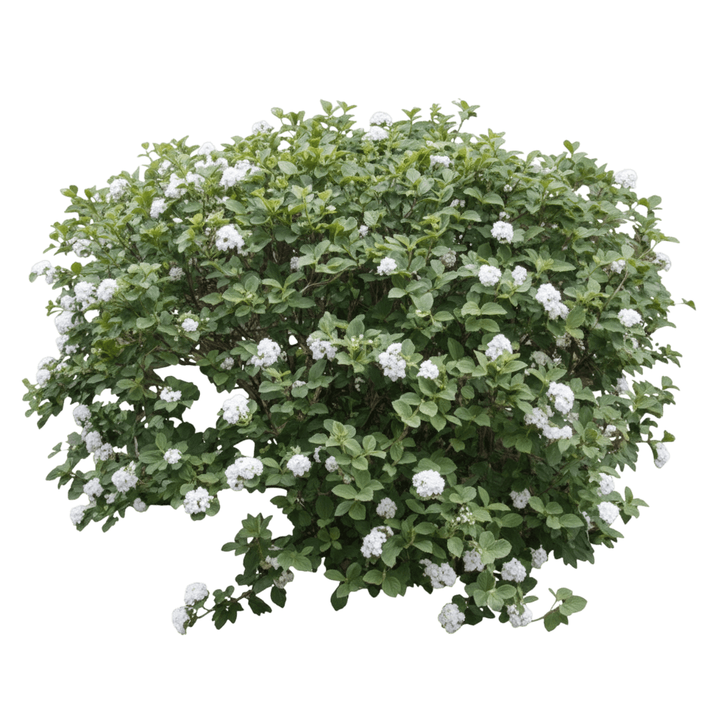 Viburnum, Baby Spice (Viburnum Carlesii ‘Baby Spice’) - Ground Layers