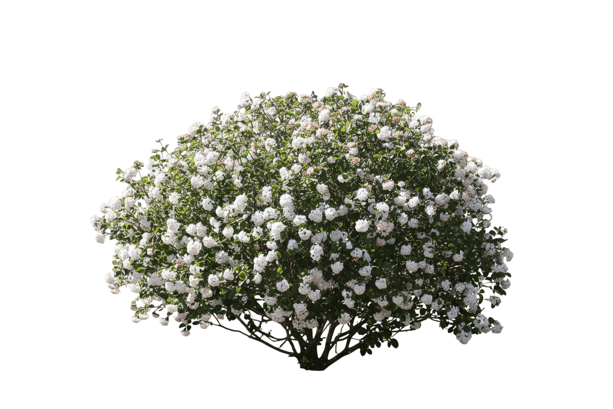 Korean Spice Viburnum (Viburnum Carlesii Spice Island™) - Ground Layers