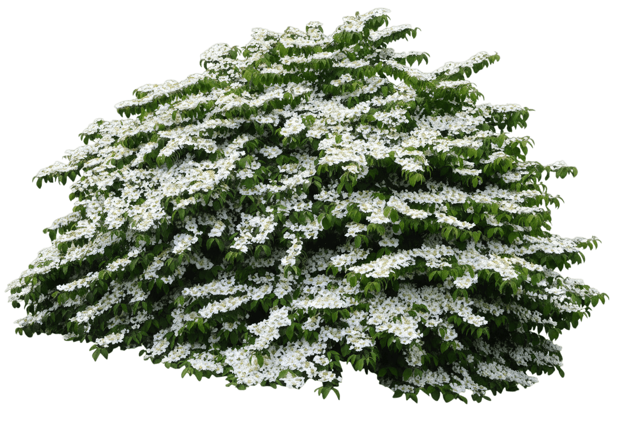 Viburnum, Marie'S Doublefile (Viburnum Plicatum Tomentosum ‘Mariesii’) - Ground Layers