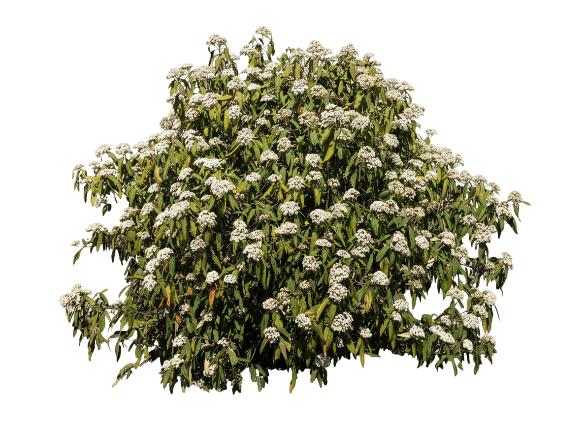 Leatherleaf Viburnum (Viburnum Rhytidophyllum) - Ground Layers