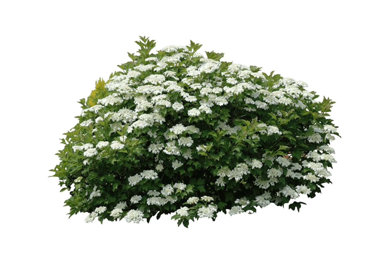 Viburnum, Compact American Cranberry (Viburnum Trilobum ‘Compactum’) - Ground Layers