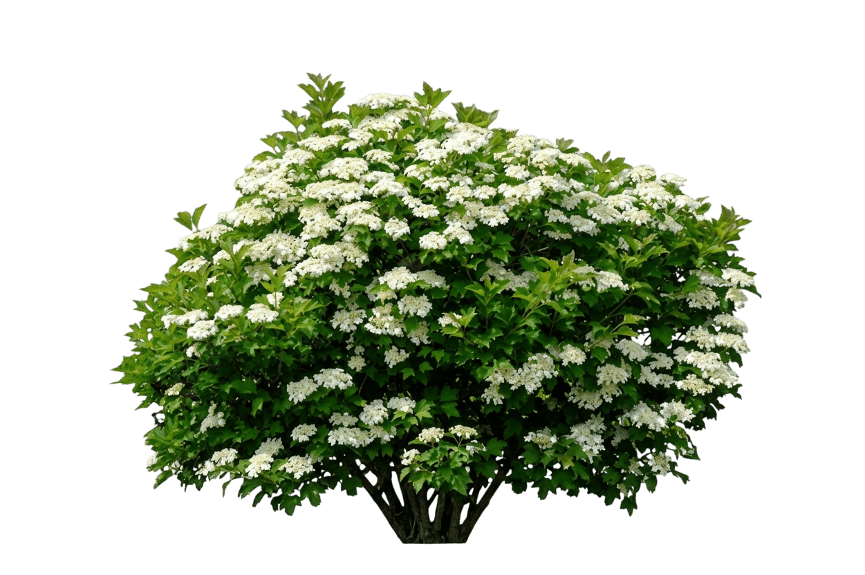 Bailey'S Compact Cranberrybush Viburnum (Viburnum Trilobum S Compact 'Bailey') - Ground Layers