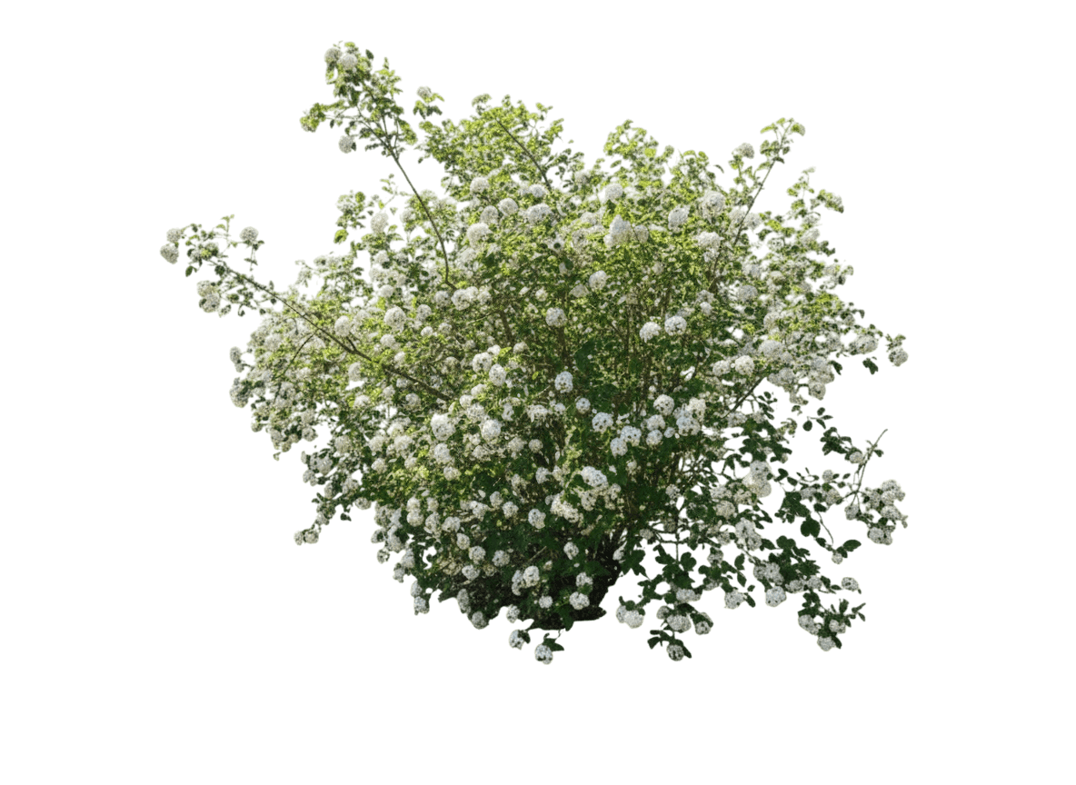 Viburnum, Sarcoxie (Viburnum X ‘Sarcoxie’) - Ground Layers