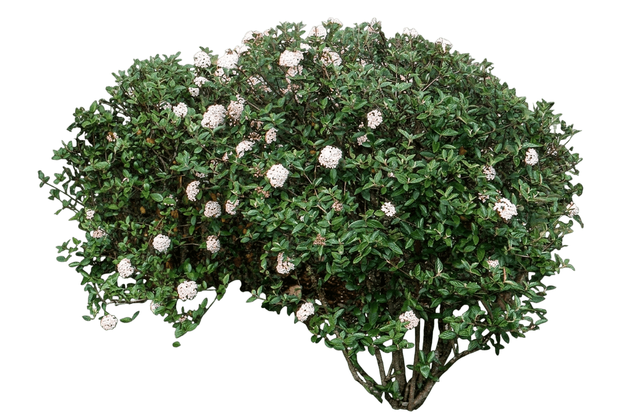 Conoy Viburnum (Viburnum X Burkwoodii 'Conoy') - Ground Layers
