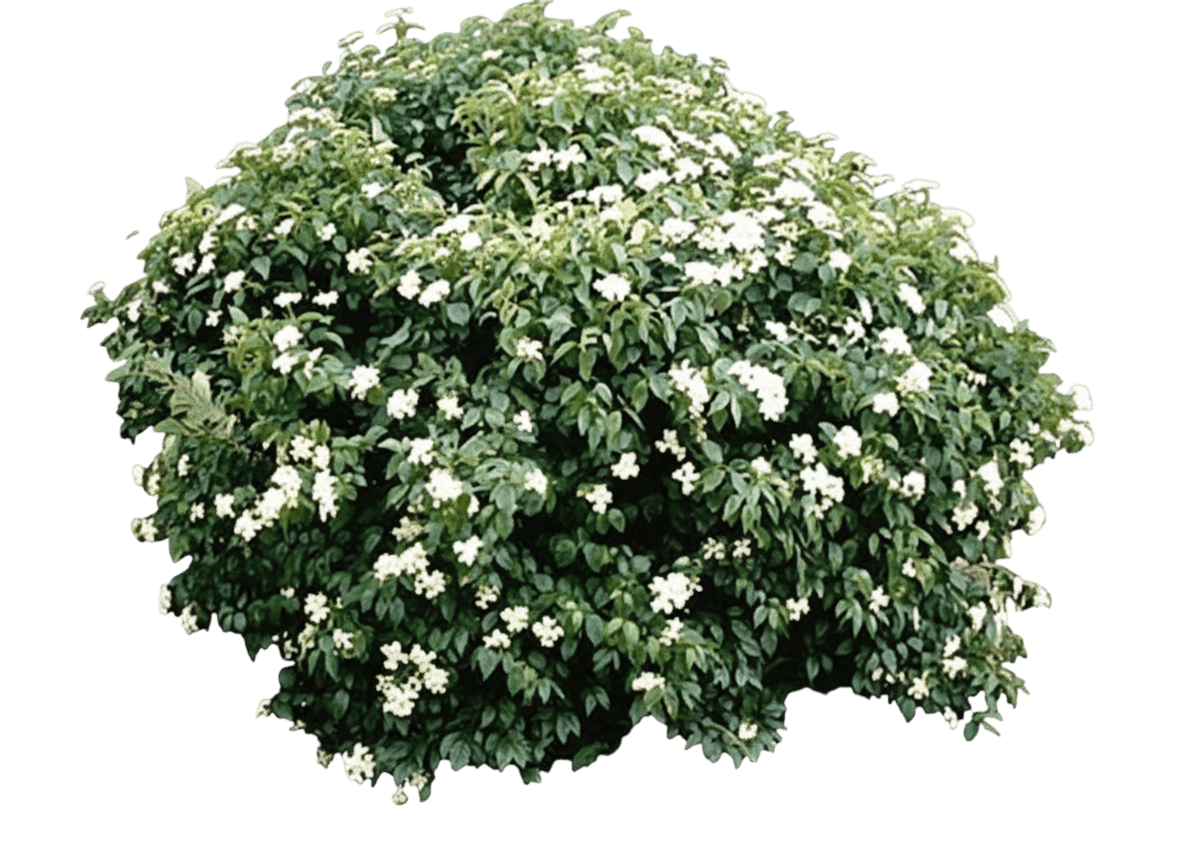 Viburnum, Judd (Viburnum X Juddi) - Ground Layers