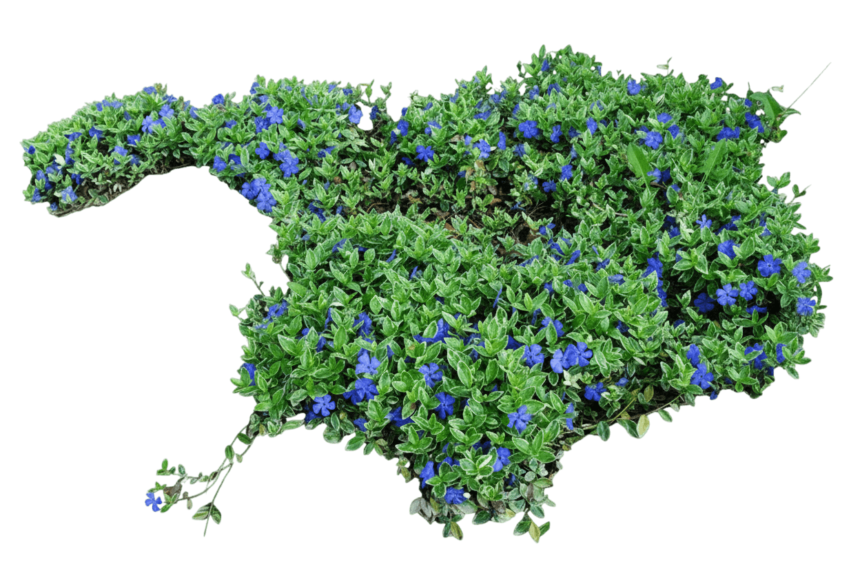 Periwinkle, Bowles (Vinca Minor ‘Bowles’) - Ground Layers