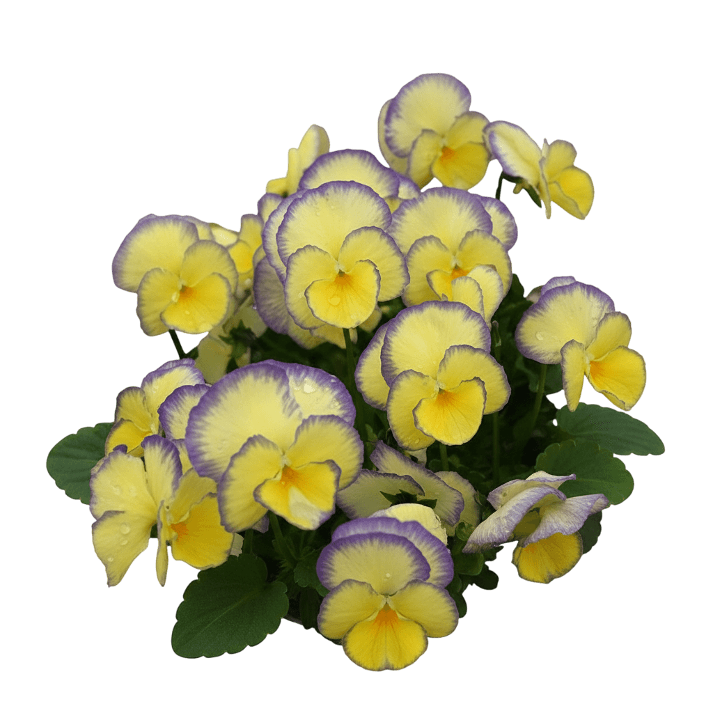 Perennial Violet, Etain (Viola Cornuta 'Etain') - Perennials