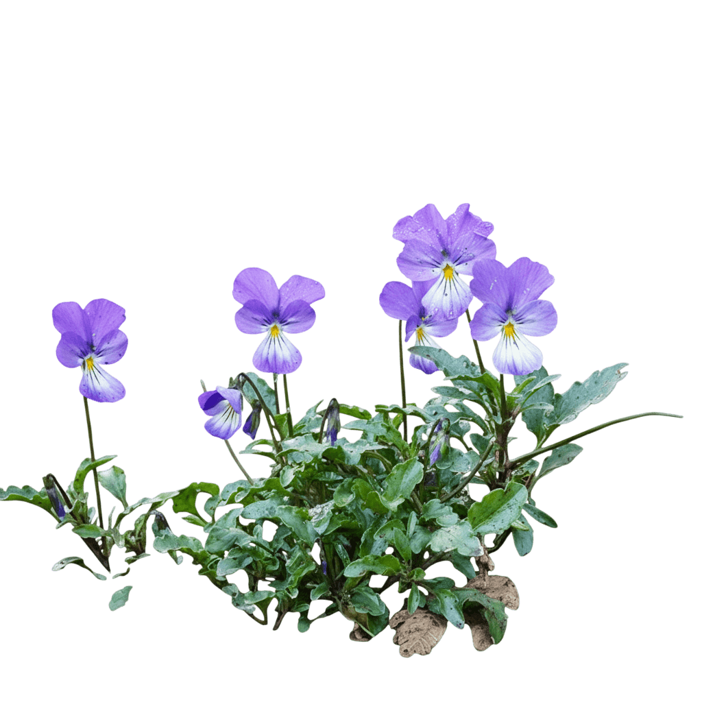 Perennial Violet, Corsican (Viola Corsica) - Perennials