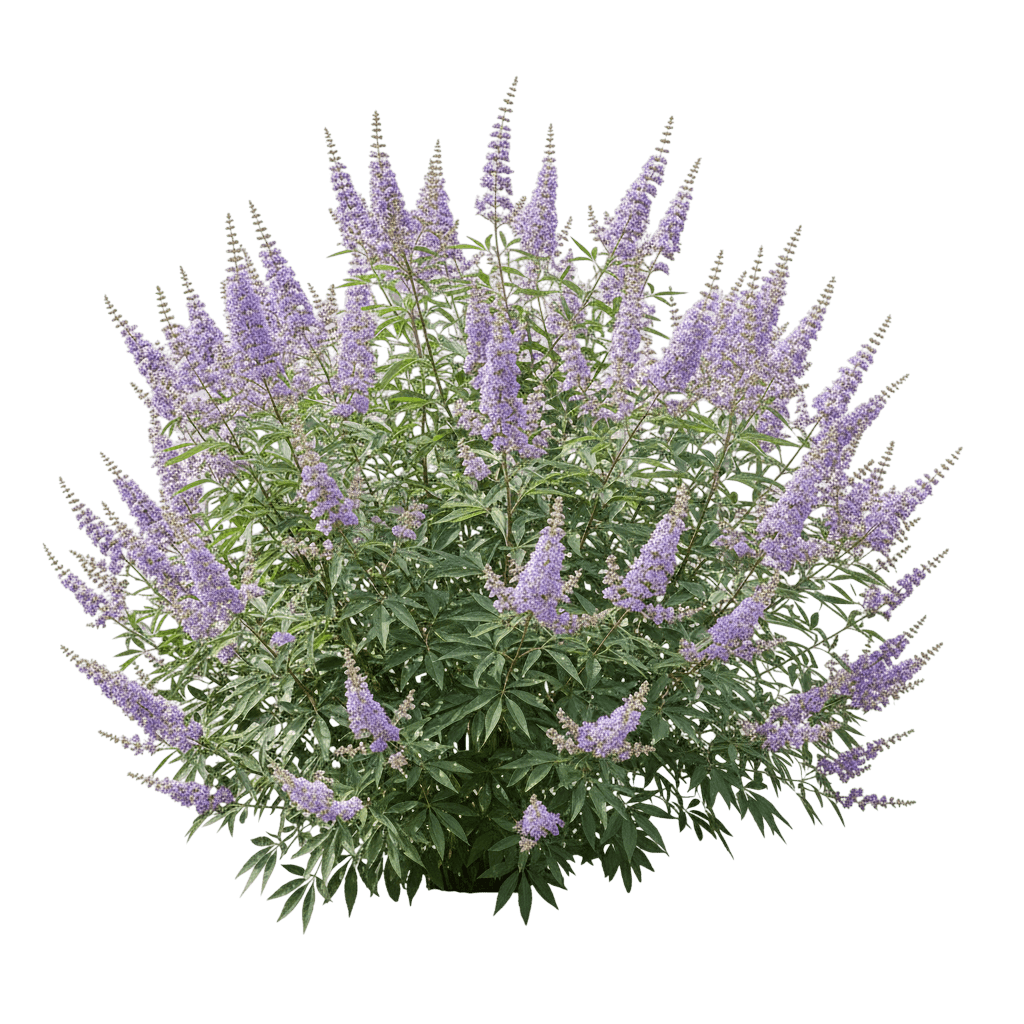 Rock Steady™ Chastetree (Vitex) (Vitex Agnus-Castus Rock Steady 'V12-2-1') - Ground Layers