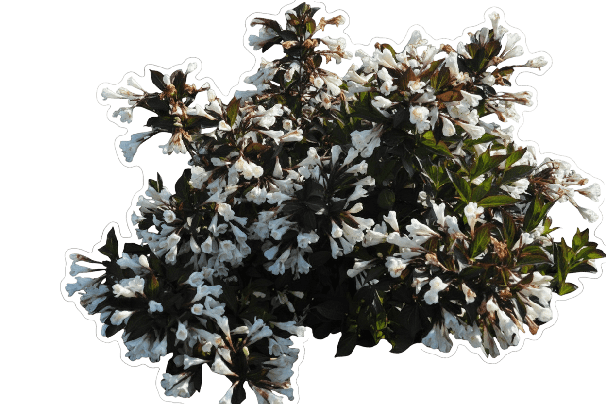 Weigela, Date Night Tuxedo (Weigela ‘Velda’) - Ground Layers