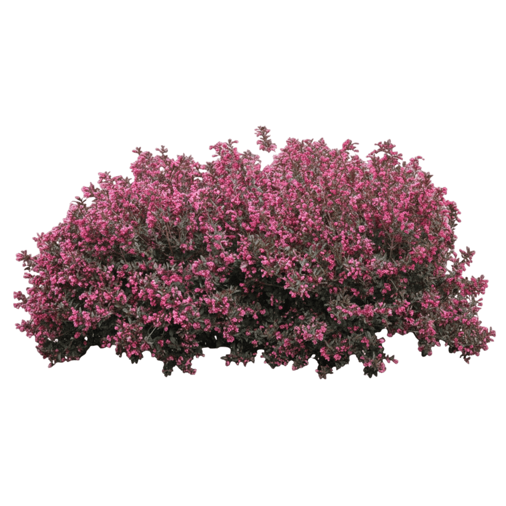 Midnight Wine Shine® Weigela (Weigela F. Midnight Wine Shine 'Smnwfms') - Ground Layers