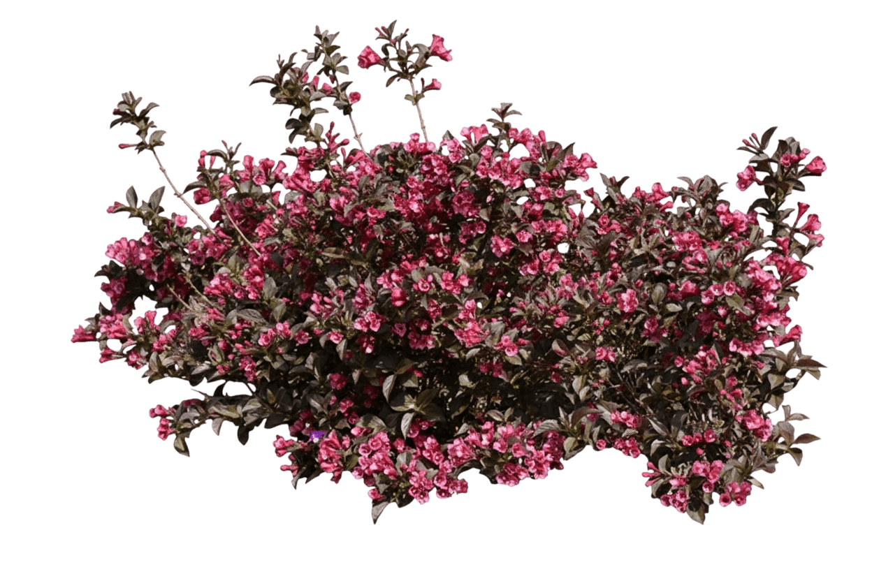 Weigela, Tango (Weigela Florida ‘Tango’) - Ground Layers