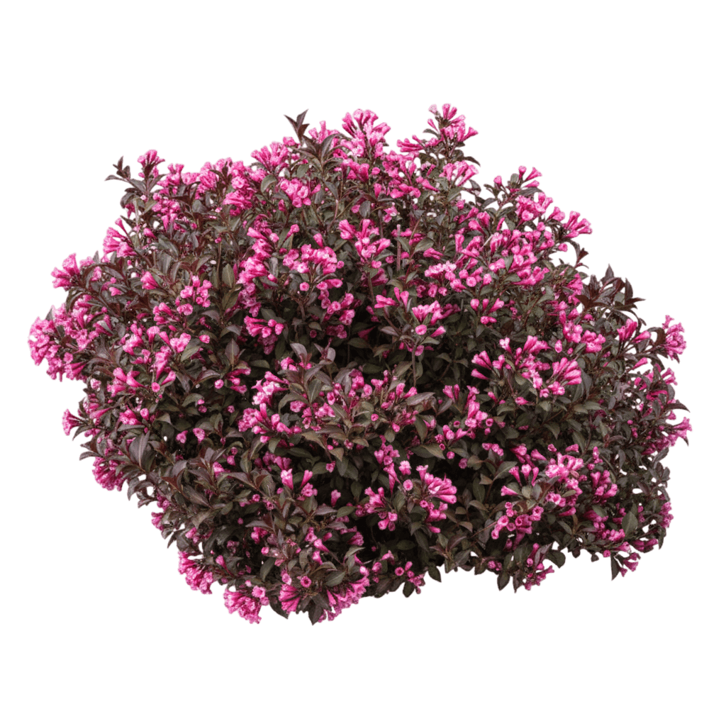 Weigela, Fine Wine (Weigela Florida 'Fine Wine') - Ground Layers