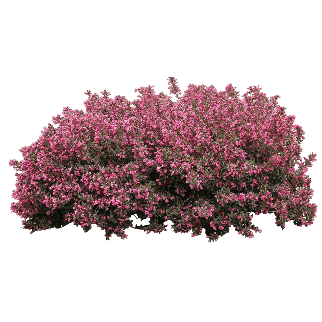 Weigela, Midnight Wine® (Weigela Florida Pp 12217 'Elvera') - Ground Layers