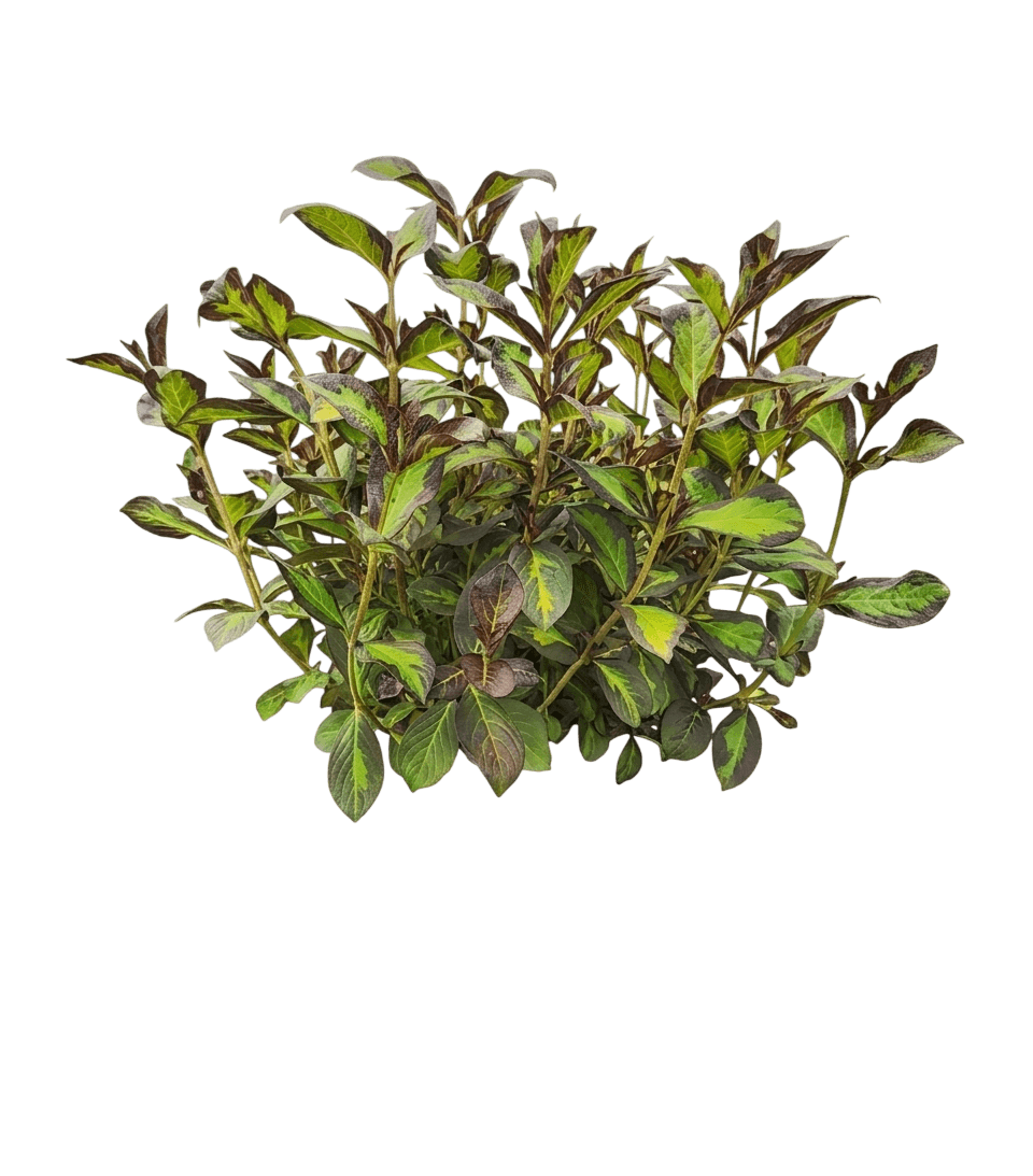 Vinho Verde™ Weigela (Weigela Florida Vinho Verde 'Smnwfbgv') - Ground Layers