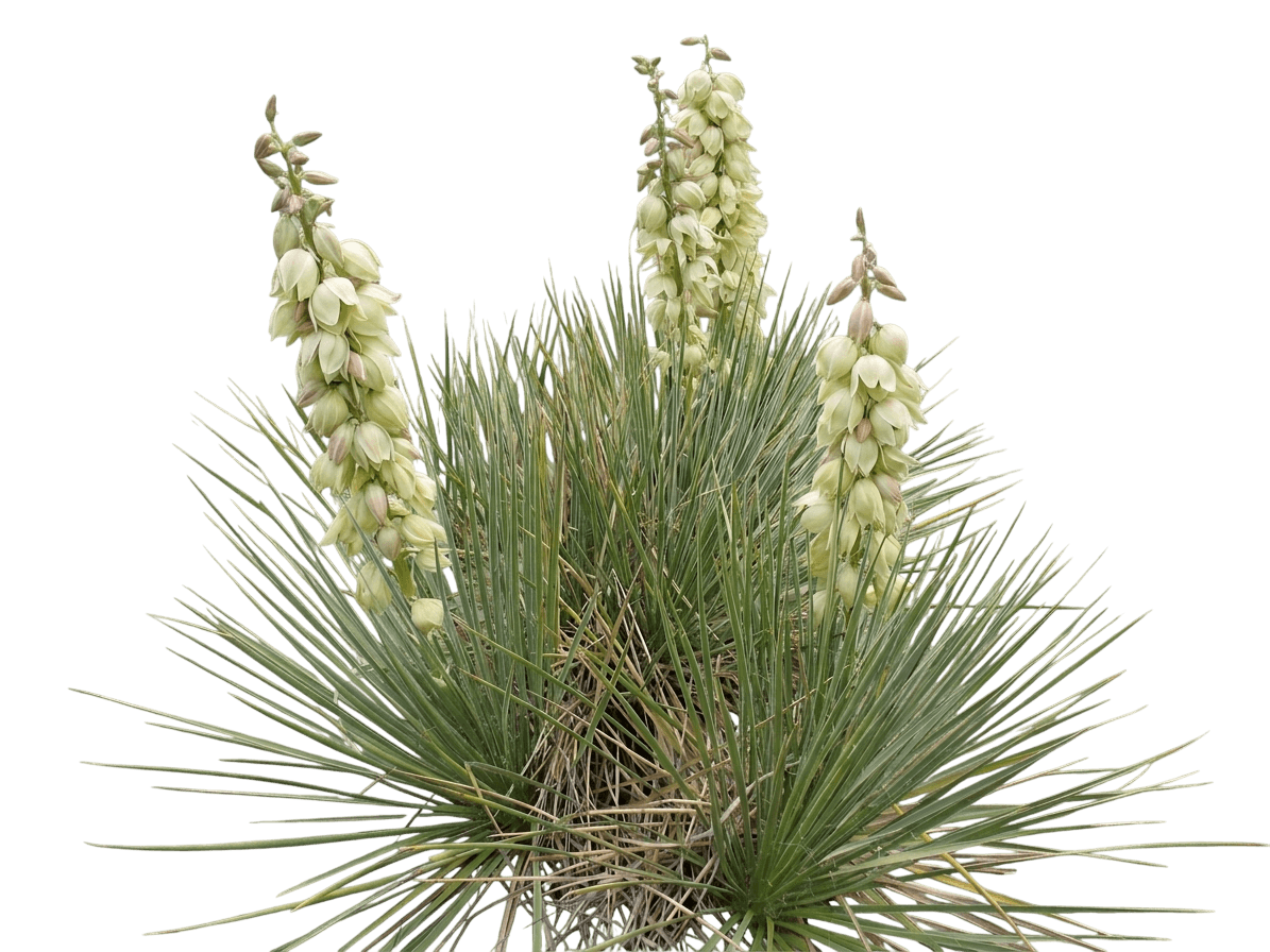 Yucca, Soapweed (Yucca Glauca) - Ground Layers