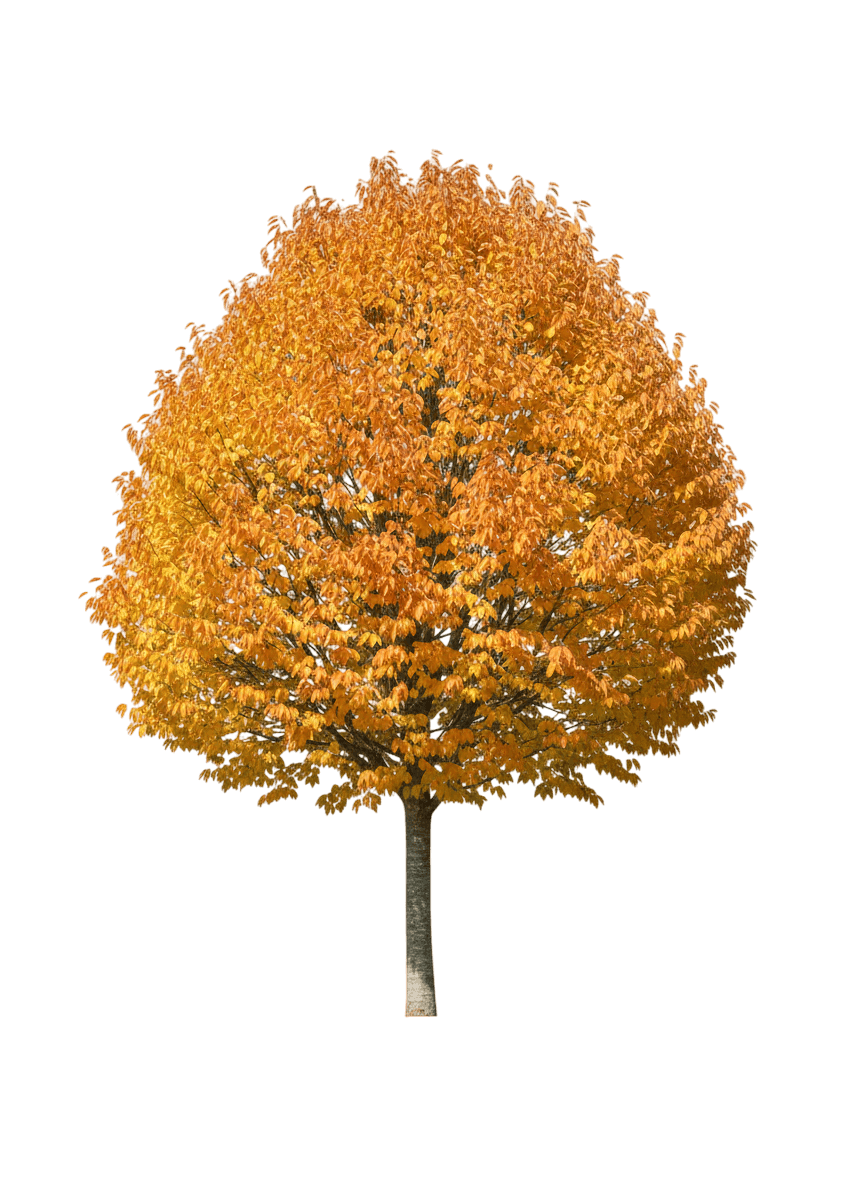 City Sprite® Japanese Zelkova (Zelkova Serrata City Sprite 'Jfs-Kw1') - Shade Trees