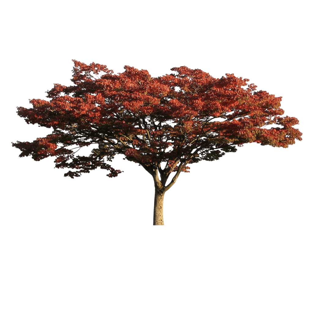 Wireless® Japanese Zelkova (Zelkova Serrata Wireless 'Schmidtlow') - Shade Trees