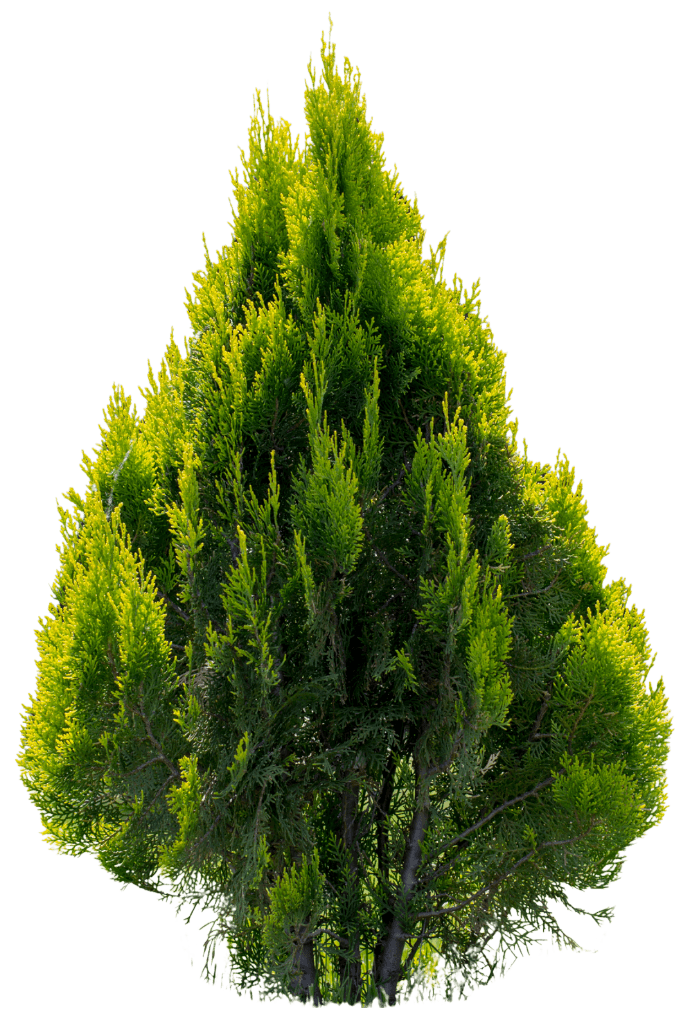 Private Jet™ Arborvitae (Thuja Occidentalis) - Evergreen Trees