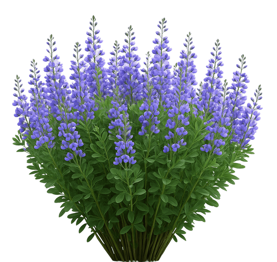 False Indigo (Baptisia Australis) - Perennials