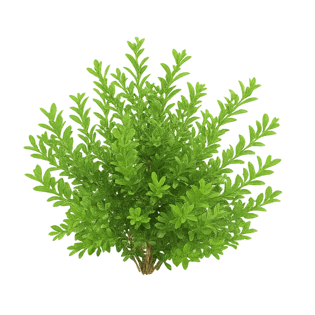 Green Gem Topiary Boxwood (Cone) (Buxus Microphylla) - Ground Layers