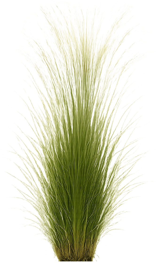 Mexican Feather Grass (Nassella Tenuissima) - Grasses