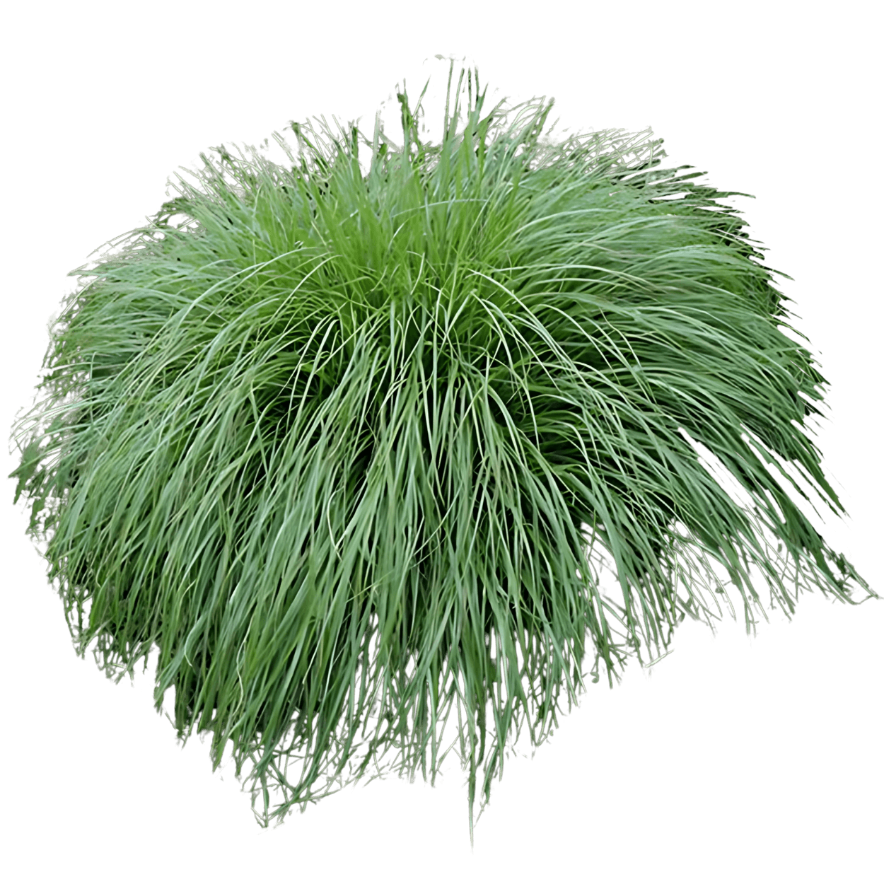 Prairie Dropseed (Sporobolus Heterolepis) - Grasses