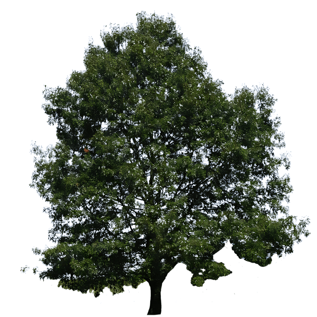 Oak, Northern Red (Quercus Rubra) - Shade Trees