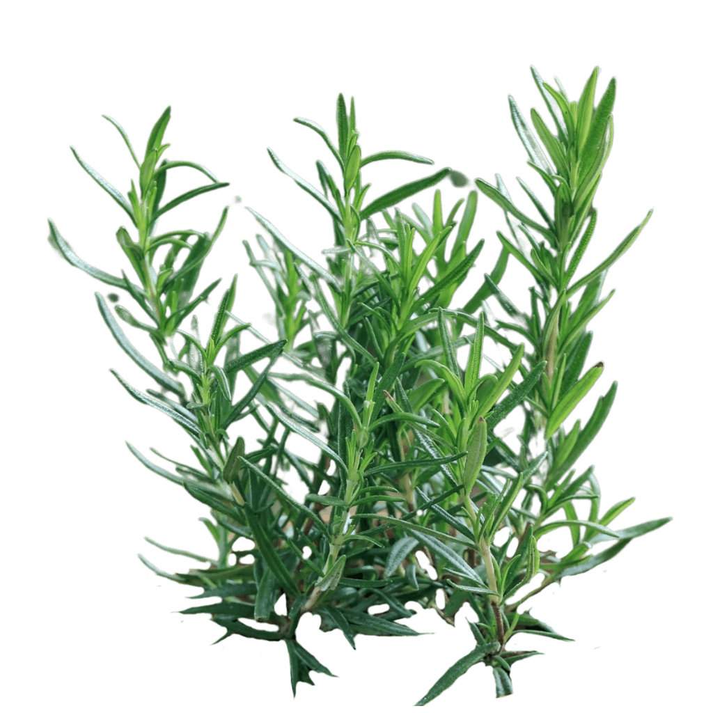 Rosemary (Rosmarinus Officinalis) - Perennials