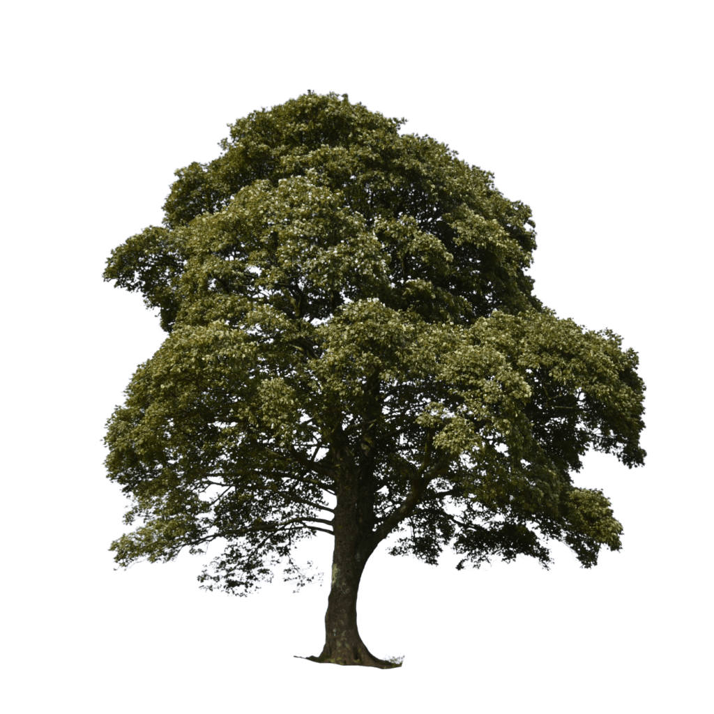 American Sycamore (Platanus Occidentalis) - Shade Trees