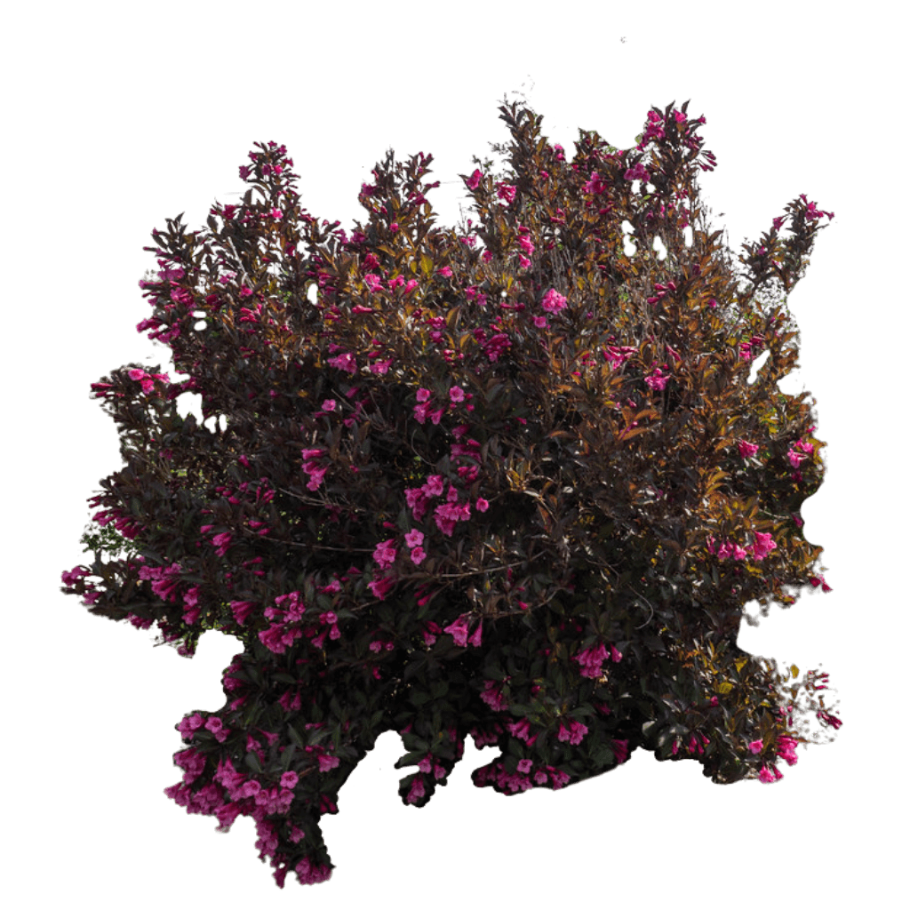 Maroon Swoon® Weigela (Weigela Florida) - Ground Layers