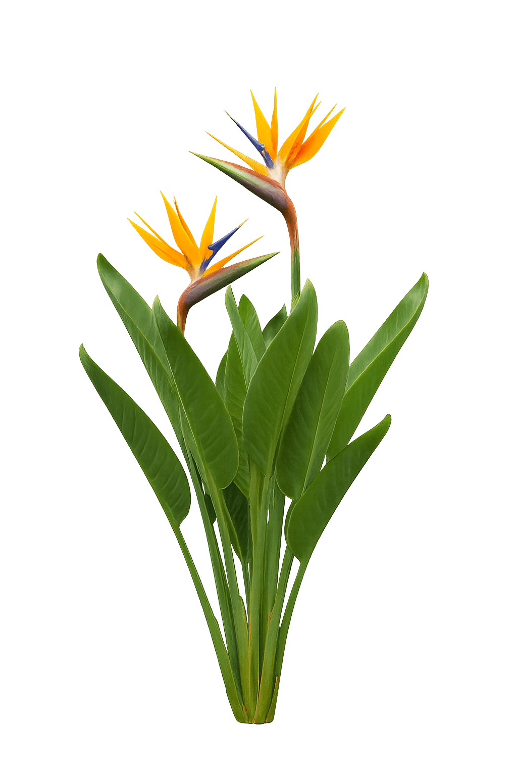 Bird Of Paradise (Strelitzia Reginae) - Perennials