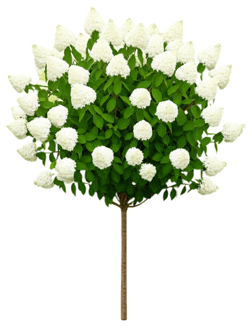 Annabelle Hydrangea (Hydrangea Arborescens 'Annabelle') - Ground Layers