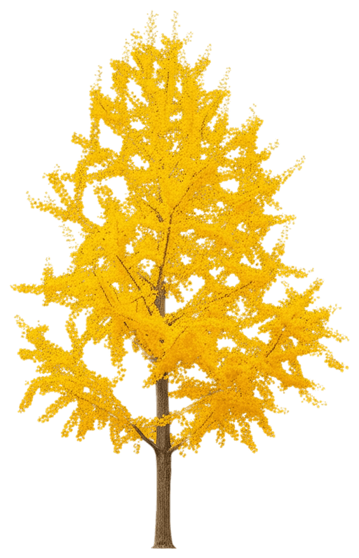 Ginkgo Biloba, Autumn Gold *Call For Availability* Gold (Ginkgo Biloba 'Autumn Gold') - Shade Trees