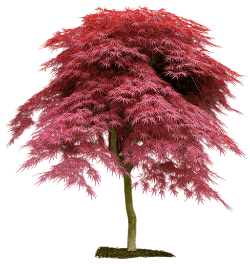 Bloodgood Japanese Maple (Acer Palmatum 'Bloodgood') - Shade Trees